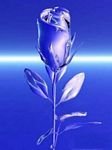 pic for Blue Rose